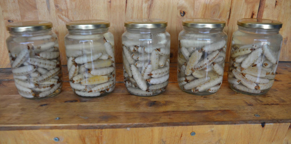 Mối chúa to bằng ngón tay cái, màu trắng đục, có nhiệm vụ sinh sản duy trì nòi giống. Mối chúa có tuổi thọ trung bình lên đến 10 năm.