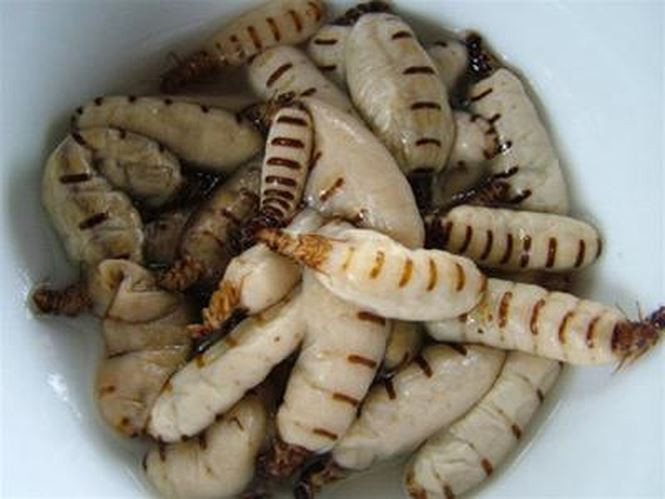 Lúc này, lượng mối phát triển khá nhiều nên người dân dễ dàng tìm được tổ mối để đào bắt mối chúa.