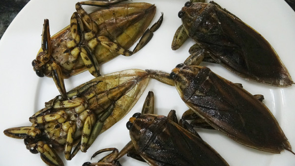 Cà niễng thường nhỏ như đầu ngón tay út, cánh đen, hơi cứng. Nó sống nơi ruộng nước, chỗ có nhiều cỏ năn, cỏ lác hoặc nhiều rong rêu.