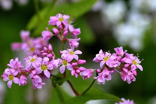 Hoa tam giác mạch ở Hà Giang. Hạt của hoa có thể dùng làm nguyên liệu chế biến món ăn. Vào cuối mùa, người dân thu hoạch hạt tam giác mạch đem phơi khô, một phần dùng ủ tạo thành loại men hồng mi nổi tiếng, một phần có thể xay bột làm thành món bánh tam giác mạch nổi tiếng.