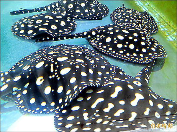 Nuoi loai “gau truc cua dai duong”, kiem gan 70 ty dong/nam