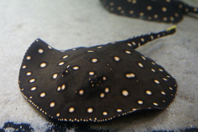 Nuoi loai “gau truc cua dai duong”, kiem gan 70 ty dong/nam-Hinh-2