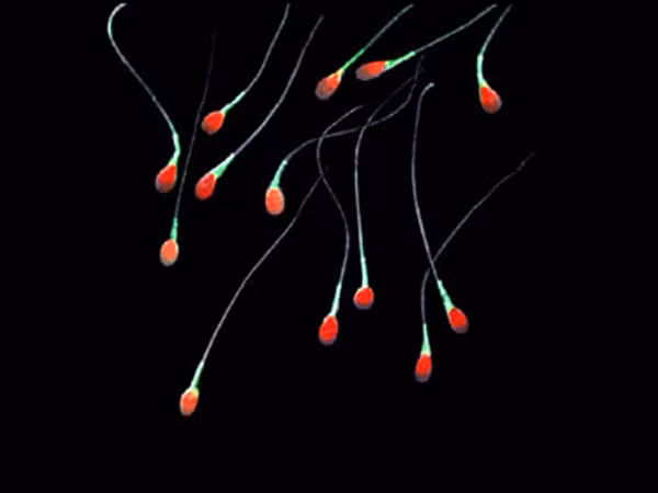 Chan doan tinh trang suc khoe quy ong qua mau sac tinh dich-Hinh-2