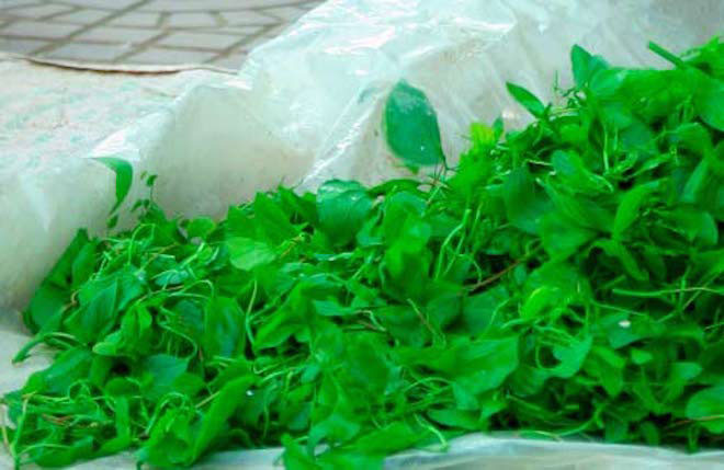 Rau hoa ban: Những du khách lên Điện Biên vào tháng 3 sẽ thấy ngập sắc ban trắng, ban đỏ, ban tím. Người Thái ở đây thường sử dựng loại hoa và lá ban non để chế biến thành các món ăn phục vụ cho bữa ăn hàng ngày như hoa ban xào thịt lợn rừng, nộm hoa ban củ riềng, hoa ban nộm vừng...Ảnh: Gia Đình &amp; Xã Hội.