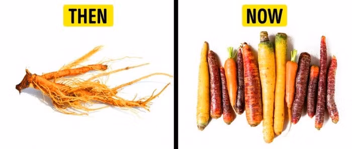 Cà rốt: Cà rốt hoang dã ban đầu được trồng lấy lá và hạt. Loại củ này từng được coi là một loại cỏ dại có lợi. Cà rốt phổ biến mà chúng ta vẫn ăn hiện nay xuất hiện ở Hà Lan từ thế kỷ 17.