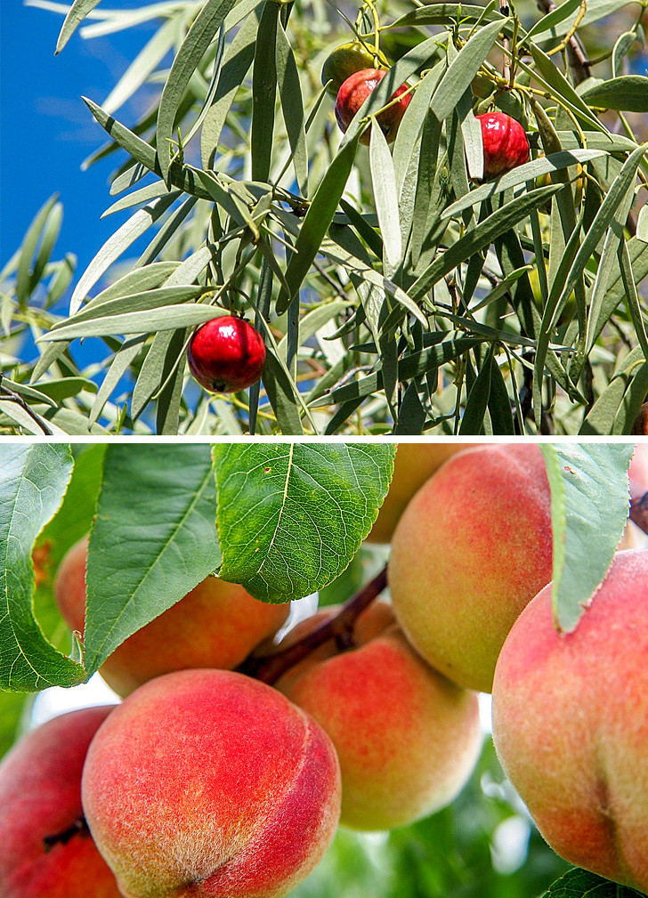 Đào: Quả đào ngày nay trông hoàn toàn khác trước. Chúng giống như quả anh đào hơn. Quả đào ngày nay đã thay đổi đáng kể về hương vị và vẻ bề ngoài.