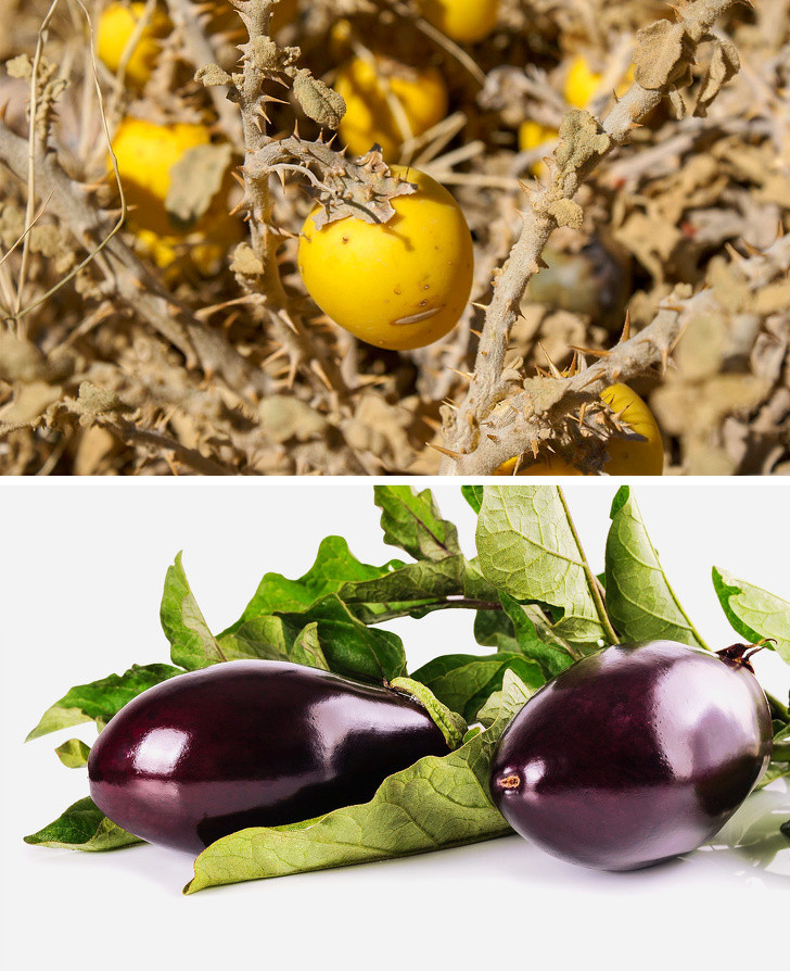 Cà tím: Các loại cà tím đầu tiên được trồng ở Trung Quốc và chúng trông rất khác với các loại cà tím hiện đại. Chúng có gai, nhỏ và có nhiều màu khác nhau từ vàng đến xanh da trời.