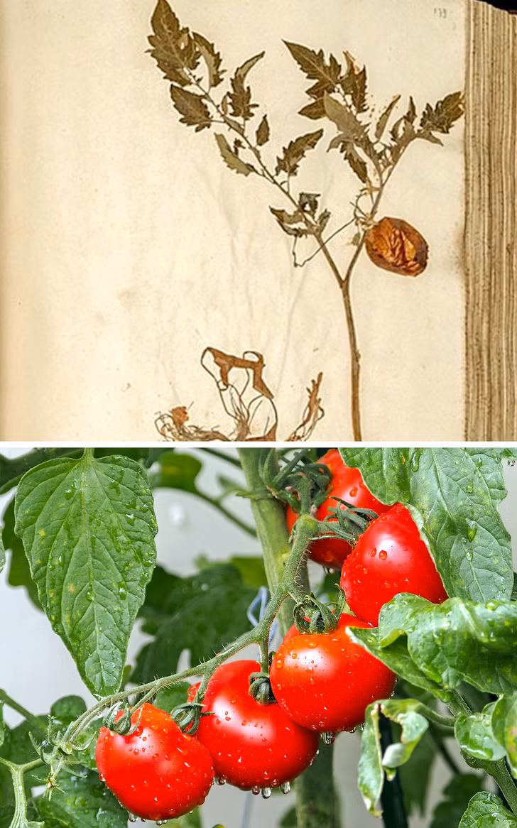 Cà chua: Cà chua ban đầu trông giống như quả mọng nhỏ và đen. Chúng có nguồn gốc từ Nam Mỹ. Ở châu Âu, chúng được cho là độc và chỉ được trồng để làm cây cảnh trong một khoảng thời gian rất dài.