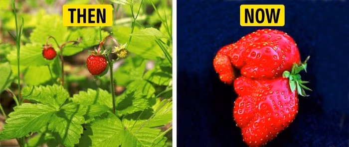 Dâu tây: Dâu tây hoang dã là quả hạch nhỏ nhưng rất thơm ngon với mùi hương rất tinh tế. Sau nhiều năm được thuần hóa, dâu tây ngày nay to hơn nhiều và không thơm như cây tổ tiên của chúng nữa.