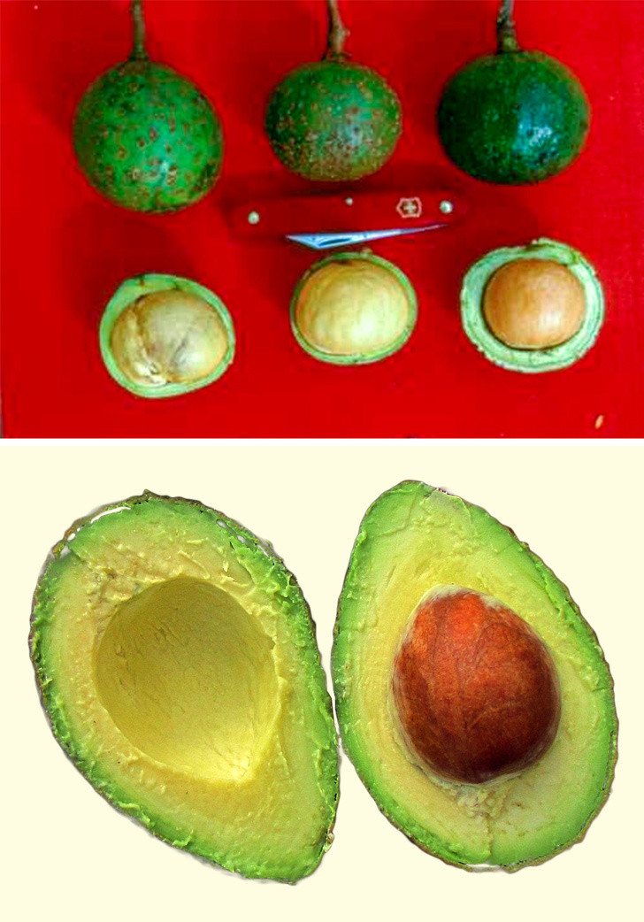 Quả bơ: Bơ trước đây là một loại quả dại, được thuần hóa từ thiên niên kỷ thứ 3 trước CN. Khi đó, người Aztec gọi chúng là dầu rừng. Ban đầu, người ra chỉ sử dụng hột bơ bằng cách nghiền nát chúng, đem trộn với bồ hóng để làm thuốc. Ở thời điểm đó, hột bơ chiếm đến 80% toàn bộ trái bơ chứ không như bây giờ.