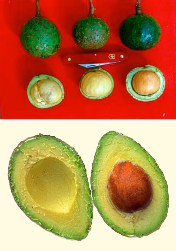 Quả bơ: Bơ trước đây là một loại quả dại, được thuần hóa từ thiên niên kỷ thứ 3 trước CN. Khi đó, người Aztec gọi chúng là dầu rừng. Ban đầu, người ra chỉ sử dụng hột bơ bằng cách nghiền nát chúng, đem trộn với bồ hóng để làm thuốc. Ở thời điểm đó, hột bơ chiếm đến 80% toàn bộ trái bơ chứ không như bây giờ.