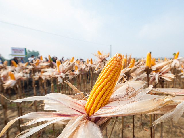 Vẻ đẹp lạ của những bắp ngô.