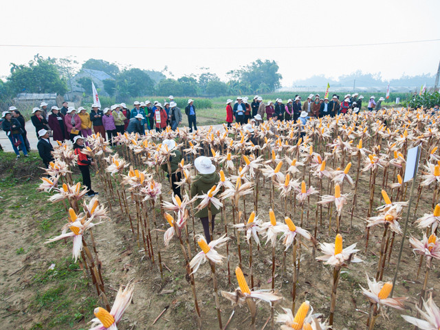 Cụ thể, năng suất trung bình của ngô NK4300 Bt/GT đạt 7.582kg/ha, trong khi đó giống ngô thường (NK4300) chỉ đạt 6.580 kg/ha. Quan trọng hơn, việc ứng dụng giống ngô mới đã giúp giảm được nhân công và chi phí làm cỏ kết hợp với năng suất tăng vì thế đã hạ giá thành sản phẩm làm hiệu quả sản xuất ngô được nâng cao rõ rệt. Lợi nhuận thu được từ việc trồng giống ngô mới là 30.1920.000 đồng/ha, so với giống ngô thường là 22.195.000 đồng/ha.
