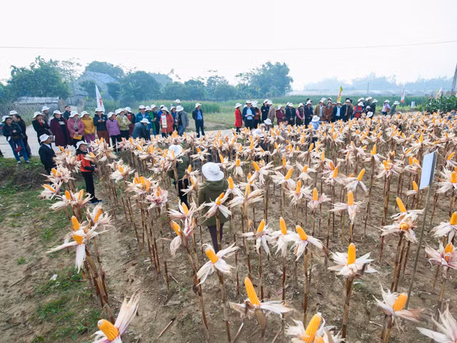 Cụ thể, năng suất trung bình của ngô NK4300 Bt/GT đạt 7.582kg/ha, trong khi đó giống ngô thường (NK4300) chỉ đạt 6.580 kg/ha. Quan trọng hơn, việc ứng dụng giống ngô mới đã giúp giảm được nhân công và chi phí làm cỏ kết hợp với năng suất tăng vì thế đã hạ giá thành sản phẩm làm hiệu quả sản xuất ngô được nâng cao rõ rệt. Lợi nhuận thu được từ việc trồng giống ngô mới là 30.1920.000 đồng/ha, so với giống ngô thường là 22.195.000 đồng/ha.