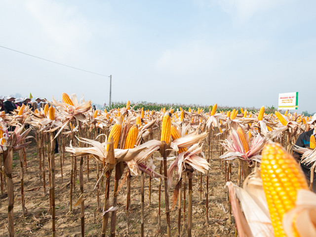 Bắp nào cũng căng bóng hạt, múp đầu.