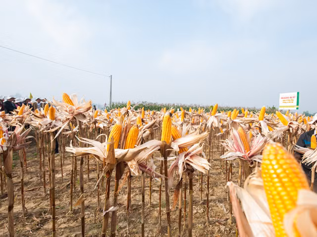 Bắp nào cũng căng bóng hạt, múp đầu.