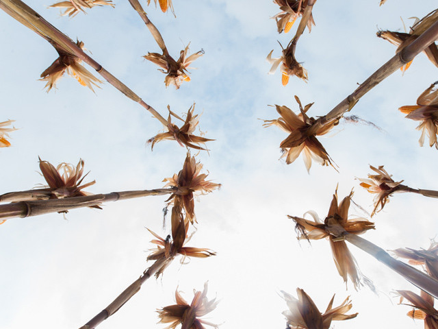 Bà Trịnh Thị Bích, chủ ruộng ngô tại xóm Xuân Đám cho biết: “Lợi nhuận thu được từ giống ngô mới cao hơn hẳn; gia đình có nhiều thời gian hơn để đi làm thêm, tăng thu nhập. Nếu được tỉnh và công ty hỗ trợ kỹ thuật, chúng tôi sẽ chuyển toàn bộ ruộng ngô hiện tại của gia đình sang trồng giống ngô này”.