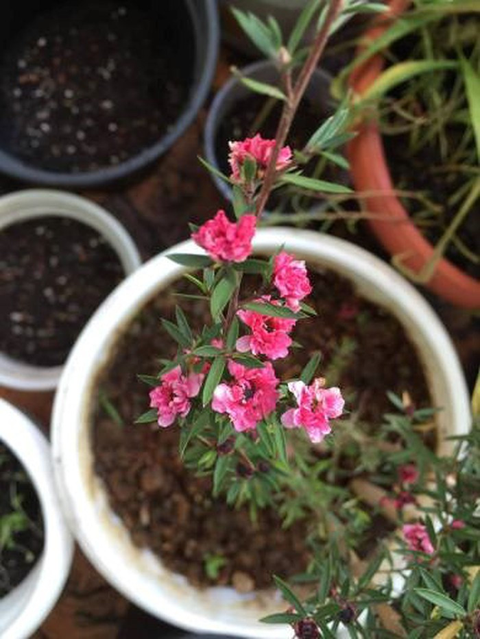 Hiện tại nguồn cung của loài cây này chủ yếu Trung Quốc và một số ít từ Đà Lạt. (ảnh: vuonthuong.wordpress).