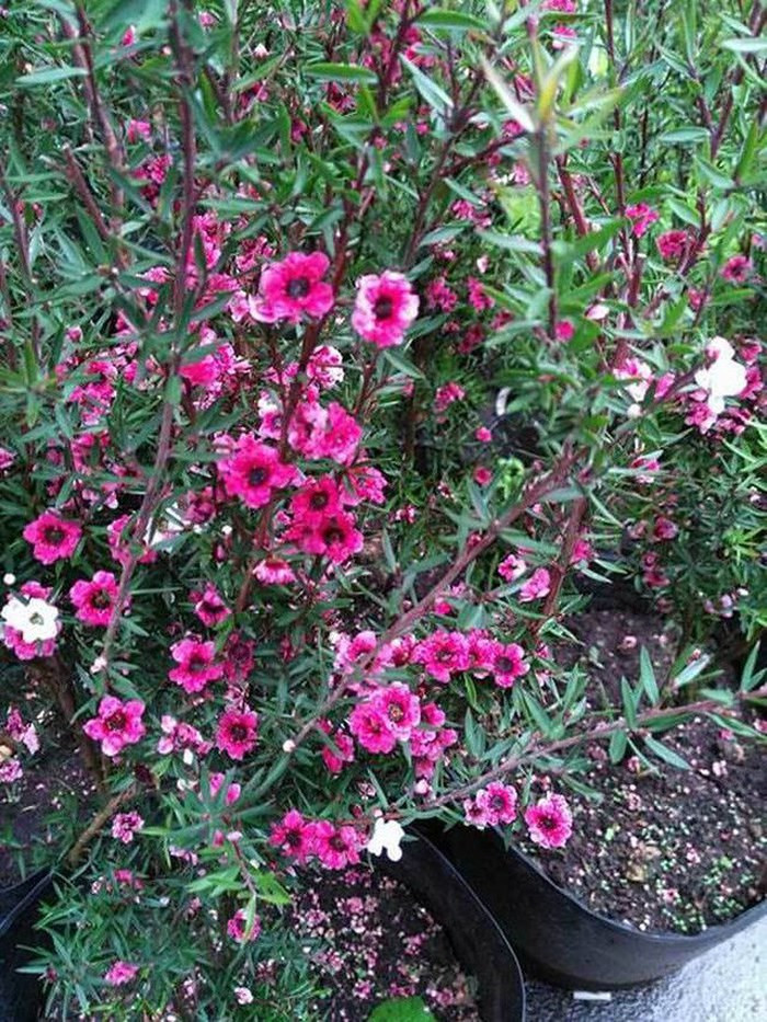 Tuy nhiên, theo các thương lái thì giá tùng tuyết mai nhập từ Trung Quốc thường rẻ hơn so với nhập từ Đà Lạt. (Ảnh:Vietnamnet)