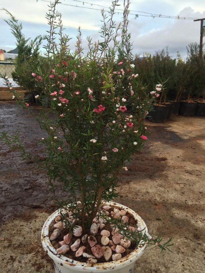 Tùng tuyết mai là cây bụi, lá kim nhỏ, cây trồng ở đất có thể cao từ 2-3m. Hoa của cây thường có 3 màu gồm hồng phấn, vàng và tím với đường kính hoa khoảng 0,7-2cm. (Ảnh: marketonline).