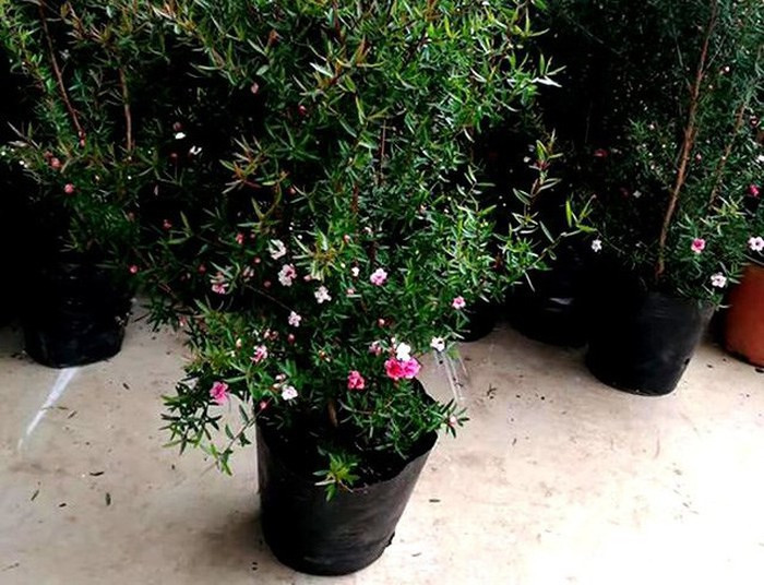 Người mua chủ yếu lựa chọn những cây nhỏ về trồng với mức giá từ 150.000-250.000 đồng/cây. (Ảnh:Vietnamnet)