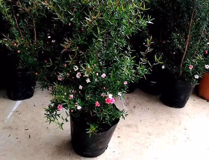 Người mua chủ yếu lựa chọn những cây nhỏ về trồng với mức giá từ 150.000-250.000 đồng/cây. (Ảnh:Vietnamnet)