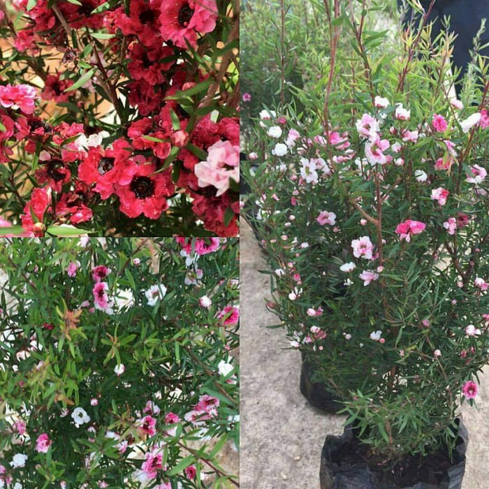 Là một loài cây không có gì lạ và mới mẻ, nhưng thời gian gần đây, cây tùng tuyết mai bất ngờ được nhiều người tìm mua tạo nên "cơn sốt". Với giá từ 150.000 - 50.000 đồng/cây tùy độ to nhỏ, tùng tuyết mai được nhiều người buôn rao bán trên mạng xã hội hay các chợ hoa. (Ảnh: FB)