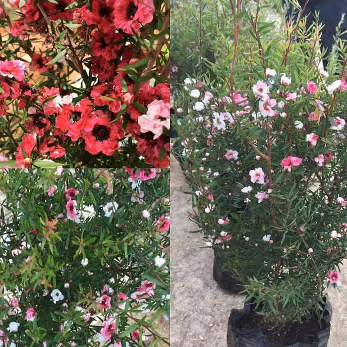 Là một loài cây không có gì lạ và mới mẻ, nhưng thời gian gần đây, cây tùng tuyết mai bất ngờ được nhiều người tìm mua tạo nên "cơn sốt". Với giá từ 150.000 - 50.000 đồng/cây tùy độ to nhỏ, tùng tuyết mai được nhiều người buôn rao bán trên mạng xã hội hay các chợ hoa. (Ảnh: FB)