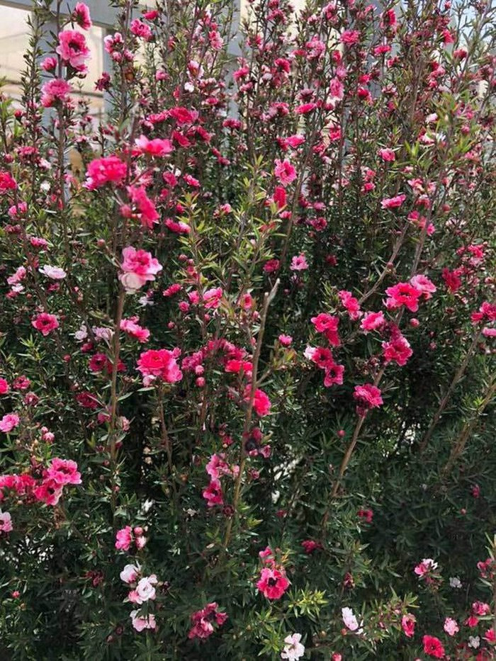 Loài cây này thường phát triển tốt trong điều kiện khí hậu se lạnh, còn ở miền Bắc cây nở hoa rải rác từ trước Tết cho đến tháng 5 năm sau. (Ảnh:Vietnamnet)