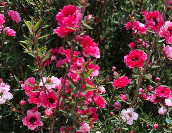 Theo nhiều người bán cho biết, có lẽ do đặc tính mùi hương rất thơm được tỏa ra từ lá và hoa, cộng với việc mùa hoa kéo dài khoảng nửa năm... nên tùng tuyết mai được nhiều người săn lùng về trồng. (Ảnh: Vietnamnet)