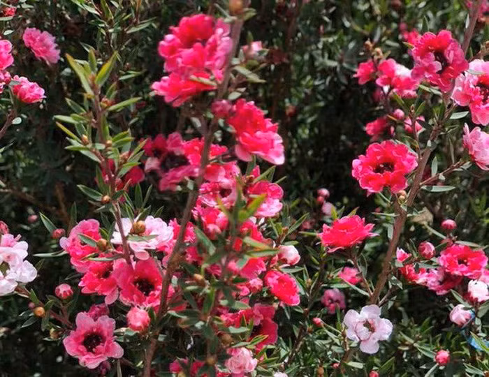 Theo nhiều người bán cho biết, có lẽ do đặc tính mùi hương rất thơm được tỏa ra từ lá và hoa, cộng với việc mùa hoa kéo dài khoảng nửa năm... nên tùng tuyết mai được nhiều người săn lùng về trồng. (Ảnh: Vietnamnet)