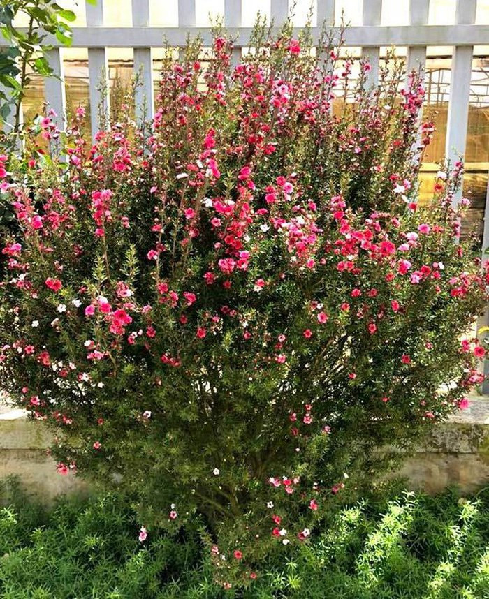 Do nhu cầu tăng cao nên thời gian gần đây nhiều cửa hàng nhiều khi không đủ hàng để bán. (Ảnh:Vietnamnet).