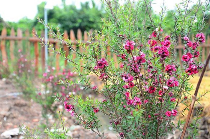 Tuy nhiên, ở Việt Nam, hoa của loại cây này chủ yếu là hồng phấn hay màu tím, hoa vàng rất hiếm. (Ảnh: KT)