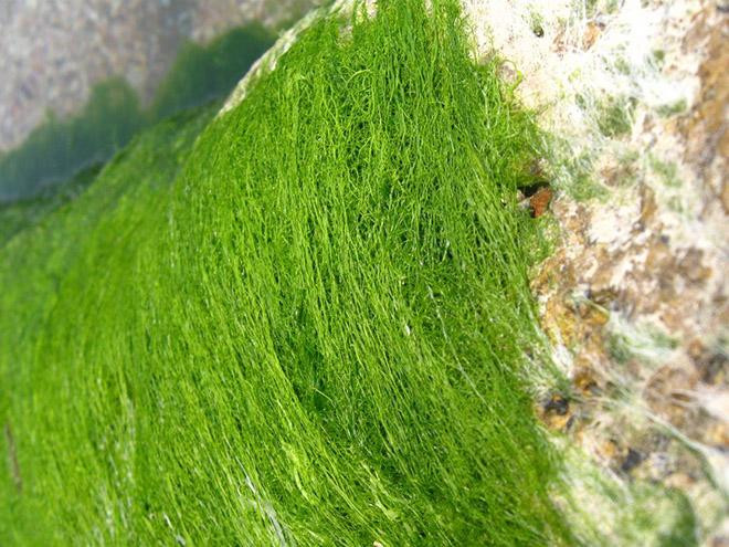 Đi hái rêu là một nét đẹp văn hóa của người Thái, khi một ngày đẹp trời cả bản nghỉ nương rẫy rủ nhau tới các bãi rêu như đi trảy hội. Với tâm ý, rêu là của đất trời, hái được nhiều sẽ có nhiều tài lộc nên ai cũng đi hái rêu để tích trữ.