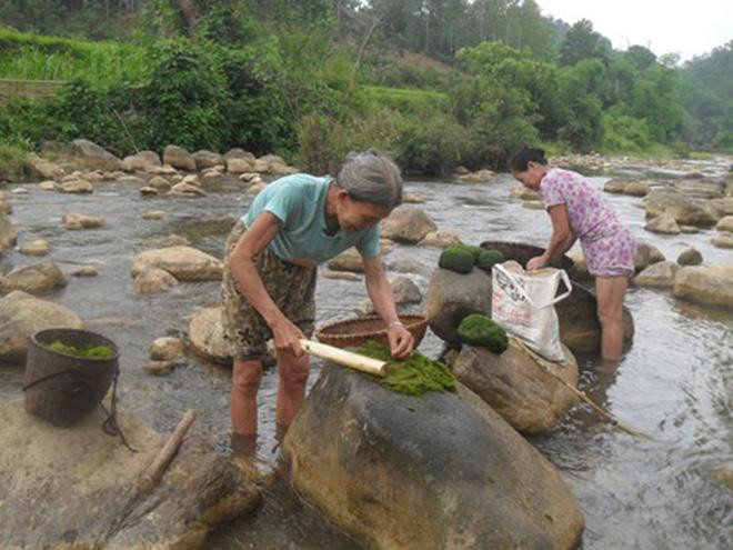 Rêu đá có thể chế biến thành nhiều món ăn hấp dẫn, trong đó đơn giản nhất là canh rêu tươi (kinh tau). Rêu sau khi rũ hết cát sạn được cắt thành từng đoạn nhỏ, thả vào nước luộc gà hoặc xương hầm, nêm gia vị vừa khéo, đến khi chín sẽ dậy lên hương thơm hấp dẫn.