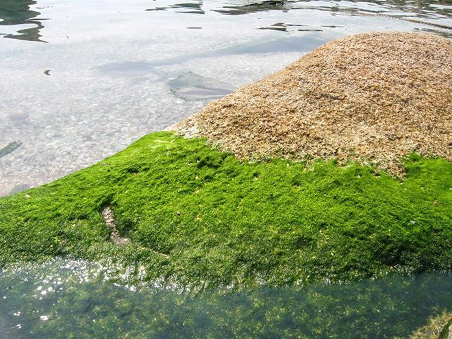 Rêu đá mọc theo mùa bắt đầu từ xuân hè, rêu ngon là rêu mọc dài thướt tha, sờ vào thấy mát rượi êm ái, chỉ cần lấy tay vợt nhẹ nhàng là thu hái được.