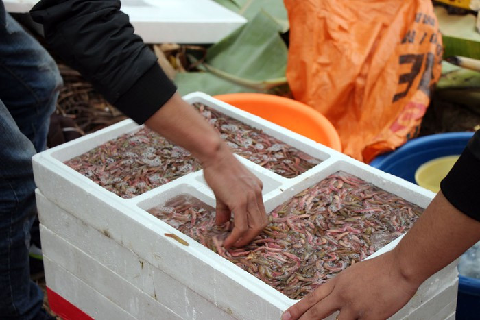 Rươi Tứ Kỳ: Rươi có tên gọi khoa học là Nereidae, con rươi còn được gọi là rồng đất, là thực phẩm, nguyên liệu chế biến ra nhiều món ăn lạ độc và cũng là đặc sản nổi tiếng của Tứ Kỳ, Hải Dương. Ảnh: Pháp luật TP HCM.