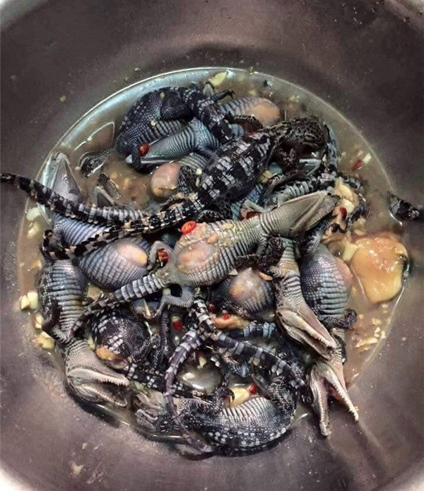 Bạn có đủ can đảm để thưởng thức món cá sấu non ướp ớt tỏi này?