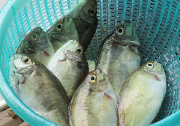 Những con cá kình còn sống, chỉ cần rửa sạch là đã có thể đem làm bánh khoái. Người ta giữ lại nguyên con, thậm chí đến đuôi hay vảy cũng chẳng hề cắt bỏ. Ấy thế mà lại tạo nên hương vị dân dã, đậm đà chất quê cho món ăn này. Ảnh: Người lao động.