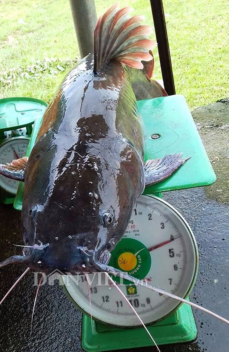 Ly ky chien thuat san “thuy quai” cua “sat thu” ca ben dong Se San-Hinh-4