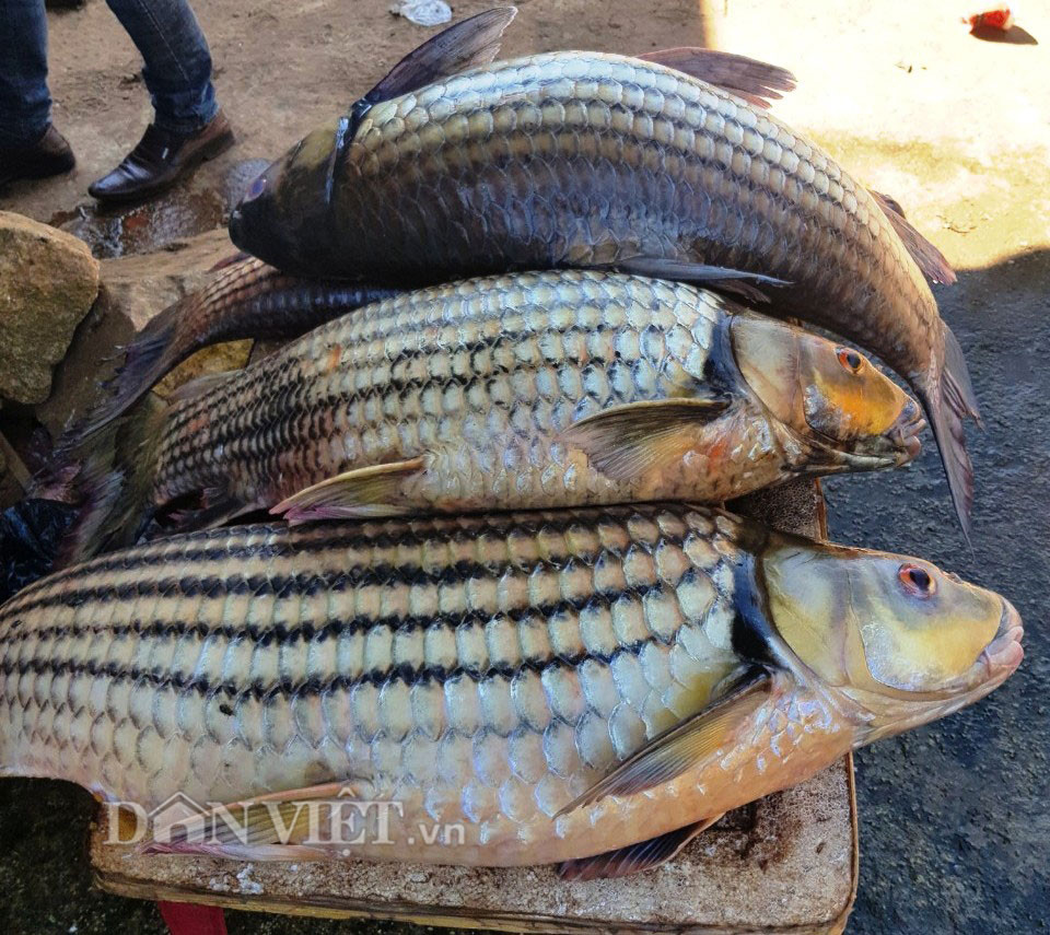 Ly ky chien thuat san “thuy quai” cua “sat thu” ca ben dong Se San