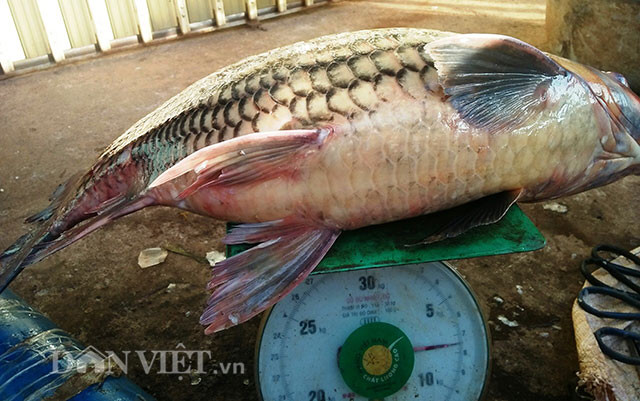 Ly ky chien thuat san “thuy quai” cua “sat thu” ca ben dong Se San-Hinh-2