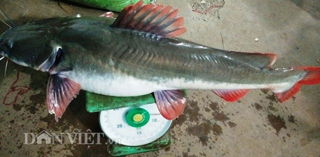 Ly ky chien thuat san “thuy quai” cua “sat thu” ca ben dong Se San-Hinh-5