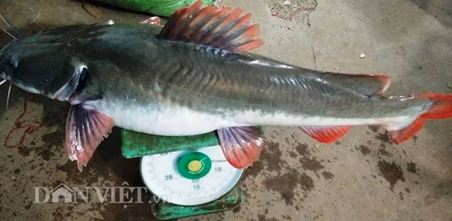 Ly ky chien thuat san “thuy quai” cua “sat thu” ca ben dong Se San-Hinh-5