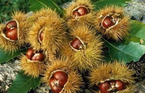 Trong các tài liệu nghiên cứu của Đông y còn nhấn mạnh, hạt dẻ có thể bổ tì vị, tốt cho thận và điều trị chứng dương hư (đàn ông yếu thực sự rất nên bồi bổ).
