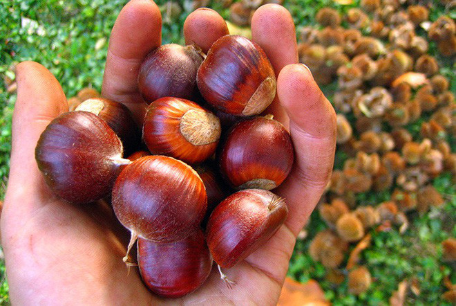 Theo Đông y, hạt dẻ có vị ngọt, tính ấm đi vào 3 kinh tỳ, vị và thận. Có công năng bổ thận ích tinh, làm mạnh gân cốt, tăng cường chức năng tiêu hóa, nuôi dưỡng dạ dày, cầm máu, chữa trị tiêu chảy do tỳ, vị hư hàn hay lưng gối do thận hư...