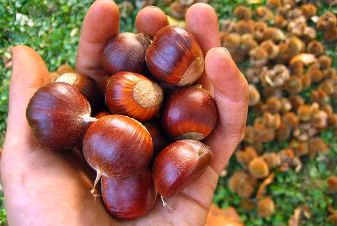 Theo Đông y, hạt dẻ có vị ngọt, tính ấm đi vào 3 kinh tỳ, vị và thận. Có công năng bổ thận ích tinh, làm mạnh gân cốt, tăng cường chức năng tiêu hóa, nuôi dưỡng dạ dày, cầm máu, chữa trị tiêu chảy do tỳ, vị hư hàn hay lưng gối do thận hư...