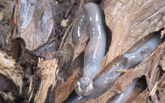 Loài sâu gỗ Tamilok này chỉ sinh trưởng tại những khu rừng ngập mặn Philippines. Con sâu thân mềm nhũn chỉ được rắc chút hạt tiêu rồi ăn sống.