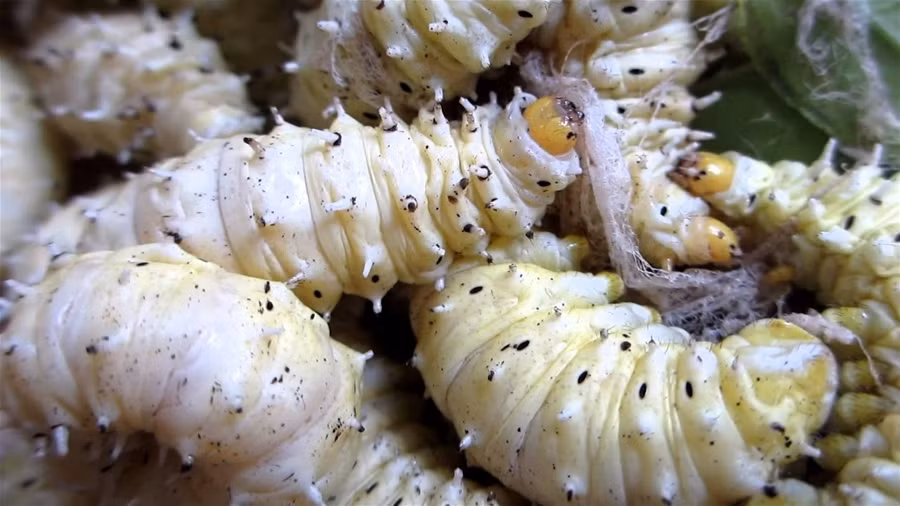 Hiện, tằm sắn đã trở thành món ăn phổ biến. Người nuôi tằm vì thế cũng chuyển sang nuôi tằm làm thực phẩm nhiều hơn. Tiêu biểu như ở xã Tam Đa (Sơn Dương, Tuyên Quang) có hàng trăm hộ dân chuyên làm nghề nuôi tằm làm thực phẩm sạch, giá bán sỉ từ 60.000-80.000 đồng/kg.