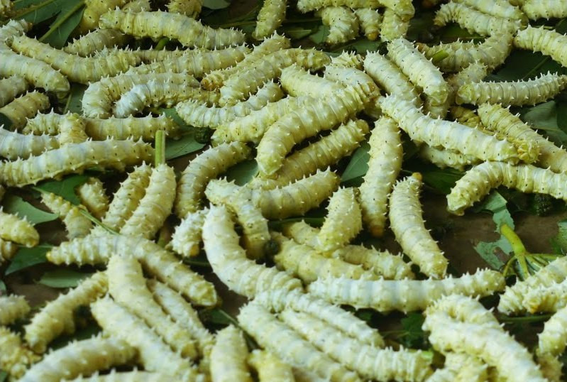 Lúc còn sống, con tằm trông khá đáng sợ, nhưng khi qua bàn tay chế biến, lại trở nên đặc biệt vô cùng bởi vị béo ngon khó mà cưỡng nổi.